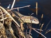 Irish angling Update π£ 17 April 2025 π° lizard