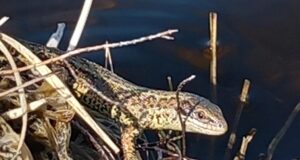lizard