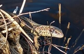 Irish angling Update π£ 17 April 2025 π° lizard
