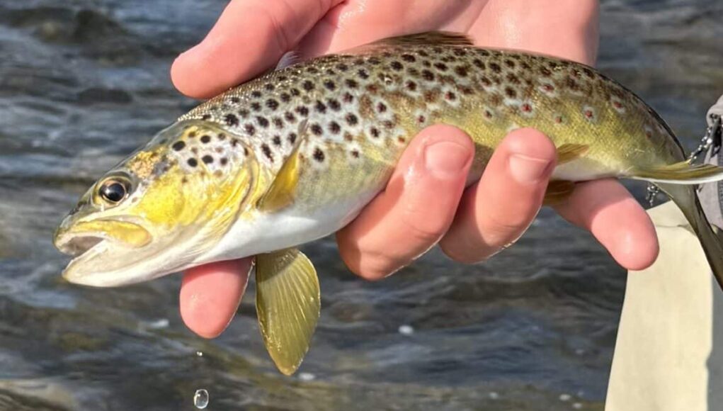 River Nore trout