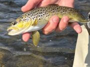 The River Whispers 20 – lessons from the river, upcoming events, classes and more River Nore trout