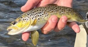 The River Whispers 20 – lessons from the river, upcoming events, classes and more River Nore trout