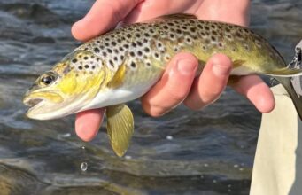 River Nore trout