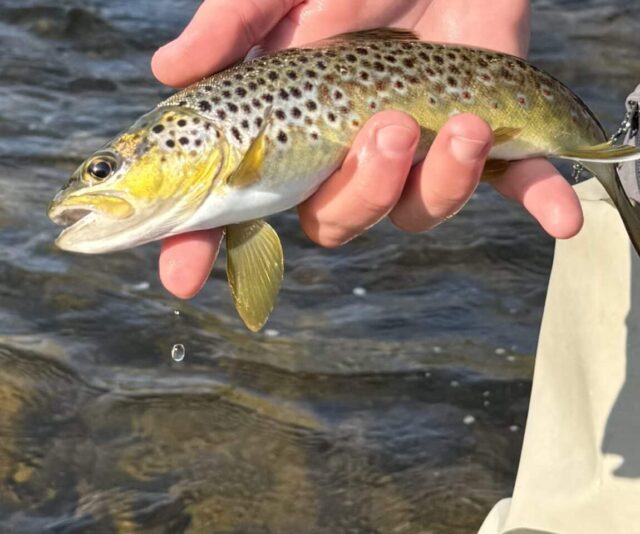 River Nore trout