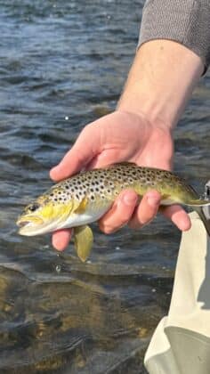 River Nore trout