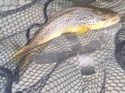 River trout fishing picking up – Piscari Fly blog