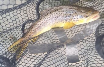 River trout fishing picking up – Piscari Fly blog