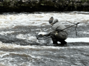 Easter rains raise water level at Ballisodare and first salmon caught angler lands a salmon at Ballisodare