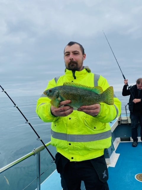 wrasse