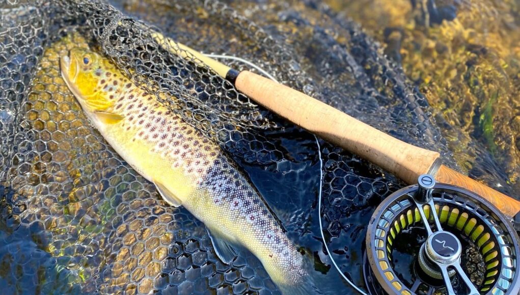 trout
