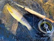 Fantastic weather, great fishing and beautiful browns on the Nore trout