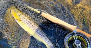 trout