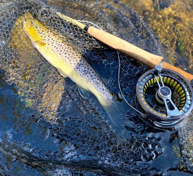 trout