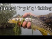 Good fishing on the Suir as Olives hatch