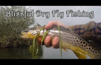 Good fishing on the Suir as Olives hatch