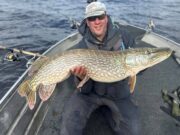 52 pike to 31lb for UK anglers on Lough Erne Alex with a pike just under 30lb