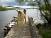 Hanging on at Sheelin