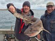 Galway Bay charter boats seeing good action