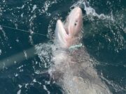 Sixgill shark and early tope in Carrigaholt