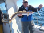 Sunshine and species galore in Galway Bay