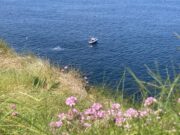Shannon Estuary gives sea anglers respite in west Clare