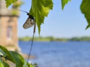 Superb hatch but tough conditions – Lough Arrow Mayfly Report