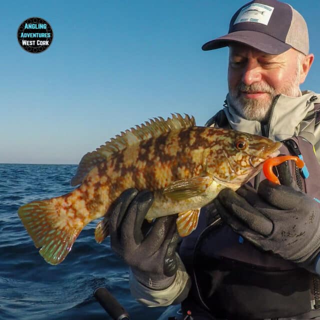 wrasse