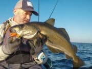 A good start to the kayak fishing in West Cork pollack