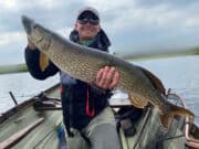 Brace of big Cavan pike on the fly for Ryan Ryan Crozier - pike on the fly 101cms