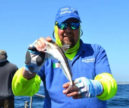 Grey gurnard