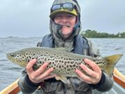 Spectacular Caenis sport on Corrib before the rain, mayfly producing well now