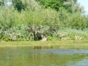 Low water on the Maigue but some relief in the tidal section