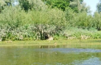 Low water on the Maigue but some relief in the tidal section