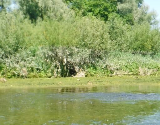 Low water on the Maigue but some relief in the tidal section