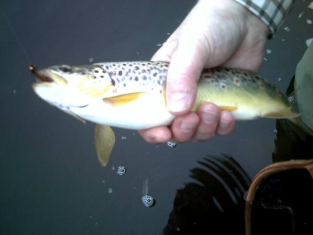 Rob O'Meara's fish at Adare (Safely released)