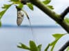 A great mayfly hatch continues on Corrib
