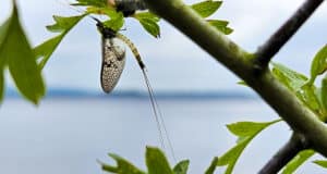 A great mayfly hatch continues on Corrib