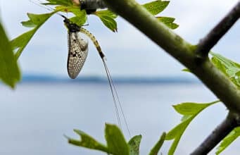 A great mayfly hatch continues on Corrib