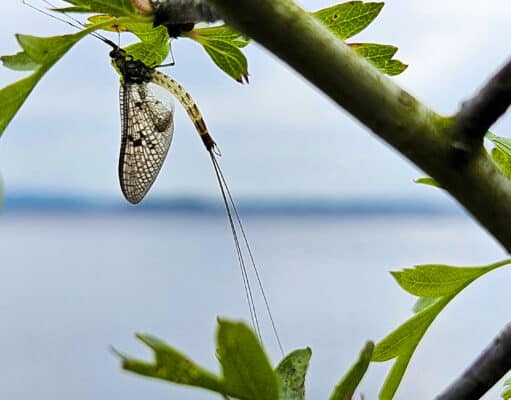 A great mayfly hatch continues on Corrib