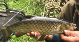 Out of the way places, good fishing and unusual fish on 3 week fishing safari