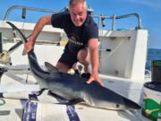 First blue shark of 2025 caught off Courtmacsherry