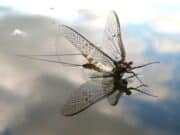 Mayfly mayhem on Lough Sheelin