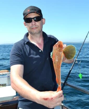 Tub gurnard