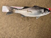 Baitfish bring great sport inshore in Donegal Bay