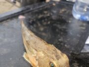 Good ray fishing at Fahan for Carrick anglers