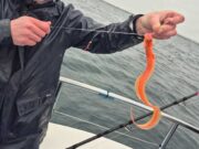 Rare fish among good catches in Galway Bay