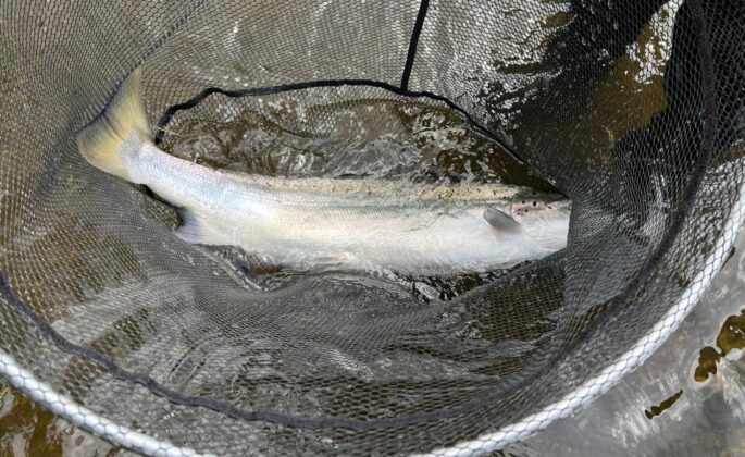 Billy Moylan's salmon, Blackwater Salmon Fishery
