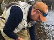 Ballisodare seeing grilse caught every day
