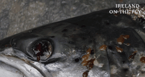 sea lice study