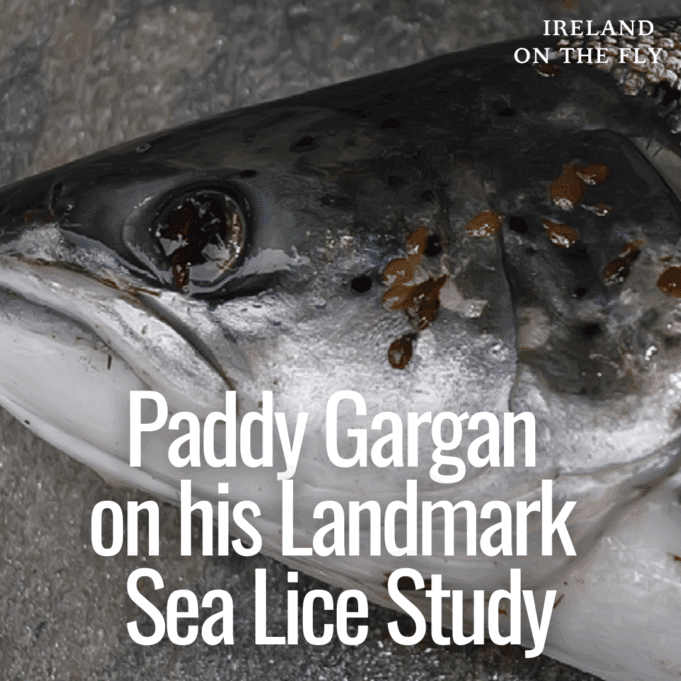 sea lice study